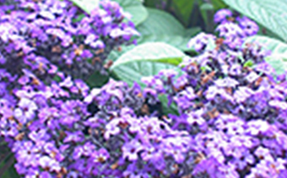 ヘリオトロープ