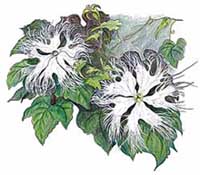 Kikarasuuri (Trichosanthes kirilowii var. japonica.)