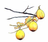 Kikarasuuri (Trichosanthes kirilowii var. japonica.)